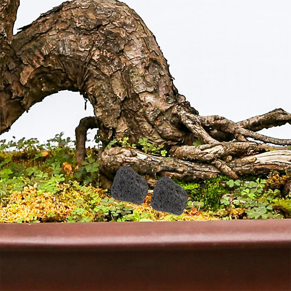 Planted Aquarium With Rocks - Balık Tankı Volkanik Taşları Akvaryum Saksı
