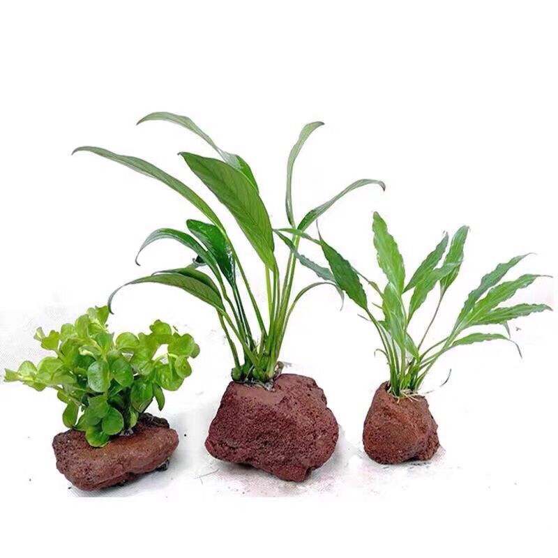 Açık delik kaya balık karides  - Planted Aquarium With Rocks incelemesi ve fiyatı