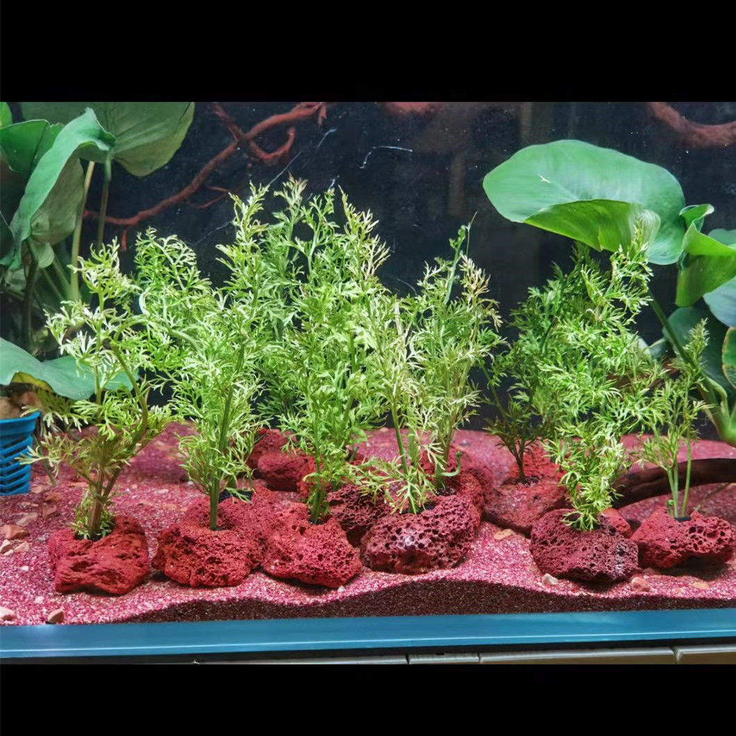 Açık delik kaya balık karides  - Planted Aquarium With Rocks incelemesi ve fiyatı
