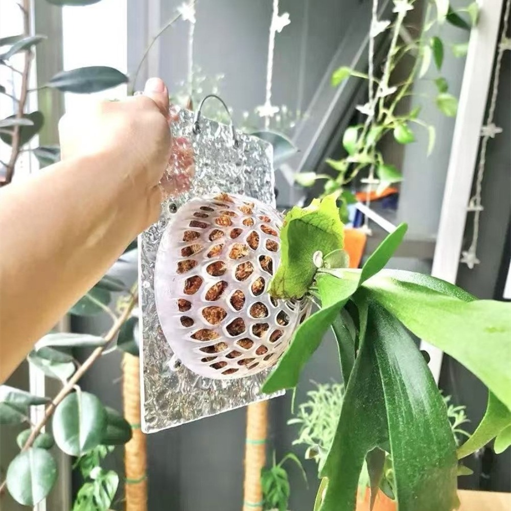 Oyuklu Bitkiler Toprak Koruyuc - Tissue Culture Plant incelemesi ve fiyatı