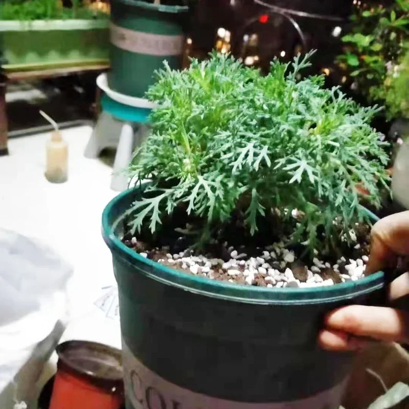 1L/2L Perlit Pelet Besin Topra - Tissue Culture Plant incelemesi ve fiyatı