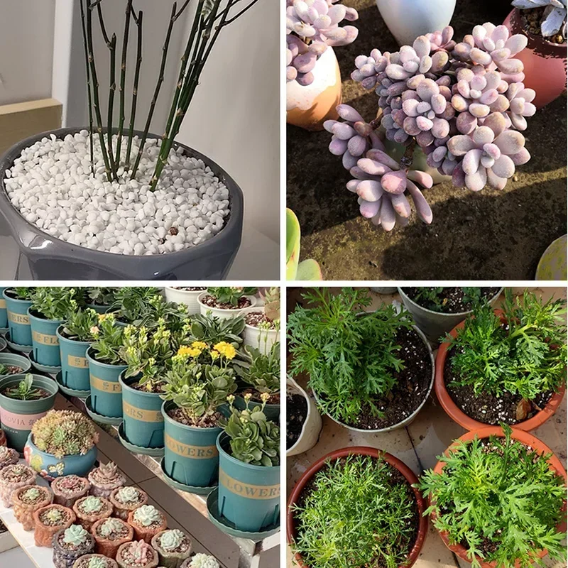 1L/2L Perlit Pelet Besin Topra - Tissue Culture Plant incelemesi ve fiyatı