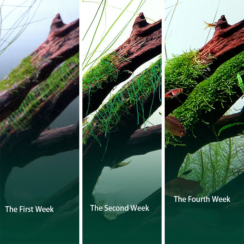 Biyobozunur Akvaryum Yosun İpi - Planted Aquarium With Rocks incelemesi ve fiyatı