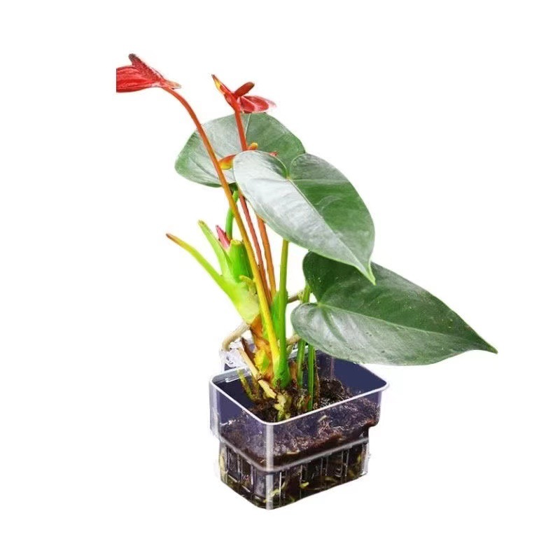 Akvaryum Hidroponik Dikim Sepe - Aquarium Plant Grass incelemesi ve fiyatı